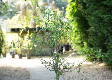 オペルクリカリア　パキプス