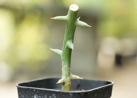 アデニア グロボーサ