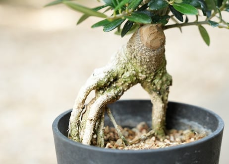 盆栽 オリーブ アルベキーナ 根上がり