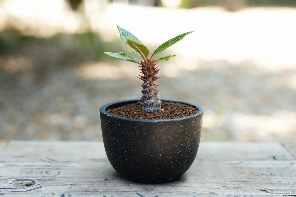 パキポディウムバロニー　塊根植物　VALIEM鉢付き パキポディウムバロニー 塊根植物 VALIEM鉢付き パキポディウム