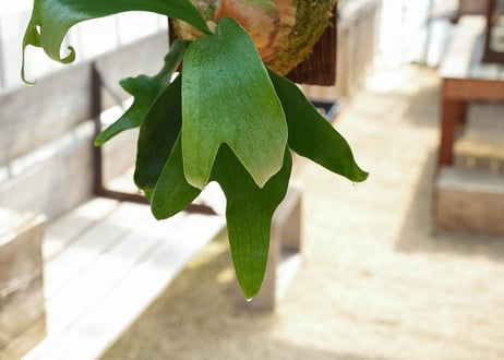 ビカクシダ 'Salmon'(hillii×willinkii)