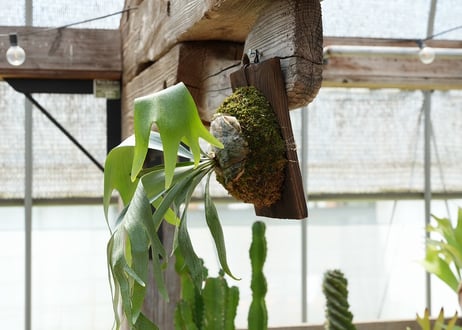 ビカクシダ P. bifurcatum sp white2 (TC)