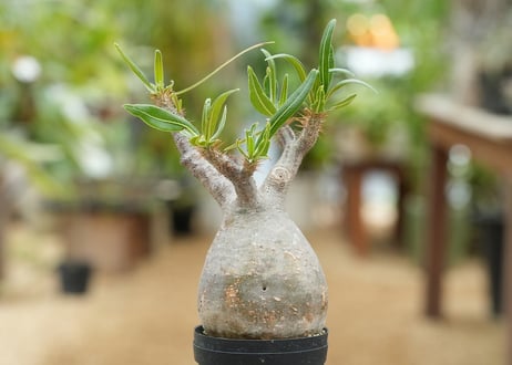 パキポディウム グラキリス