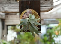 ビカクシダ P. willickii 'Bateria' (TC)