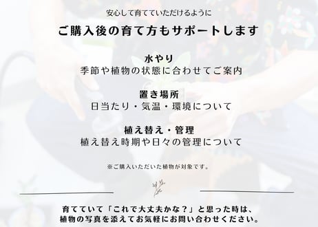 パキポディウム　ウィンゾリー　斑入り　沖縄実生
