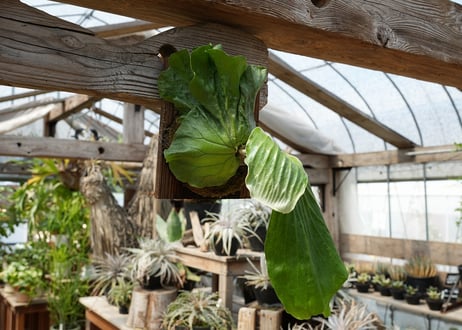 ビカクシダ P. elephantotis var. mammuths (TC)