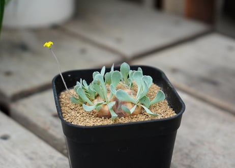 オトンナ カカリオイデス