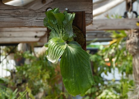 ビカクシダ P. elephantotis var. mammuths (TC)
