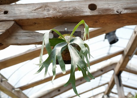 ビカクシダ P. bifurcatum sp white2 (TC)