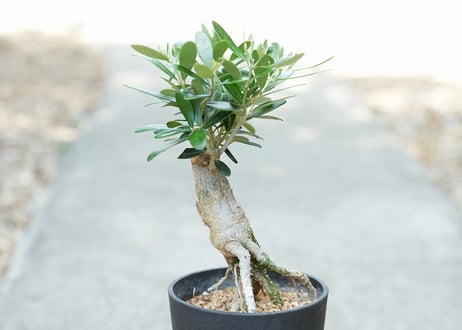 盆栽 オリーブ ネバディロブランコ 根上がり