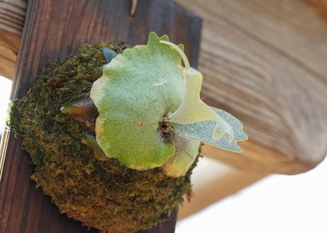 ビカクシダ P.willinckii'Antler Crown'(spore)