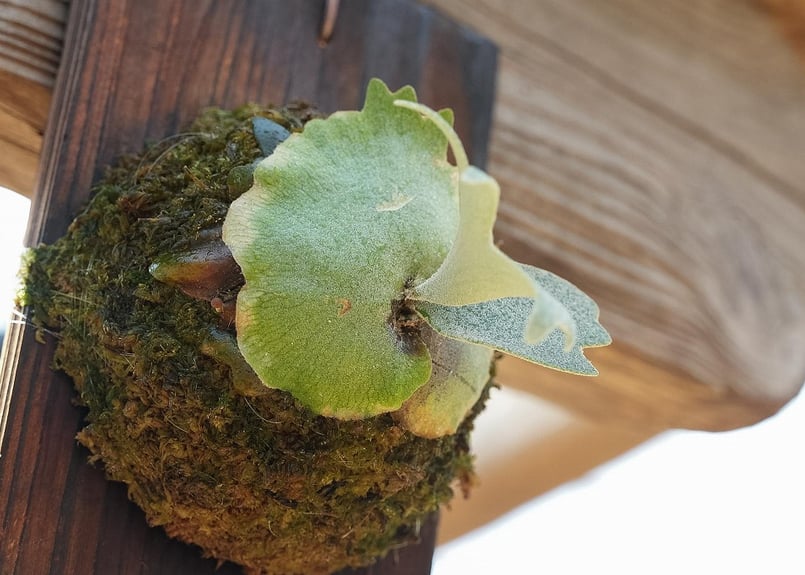 ビカクシダ P.willinckii'Antler Crown'(spore) | mana'