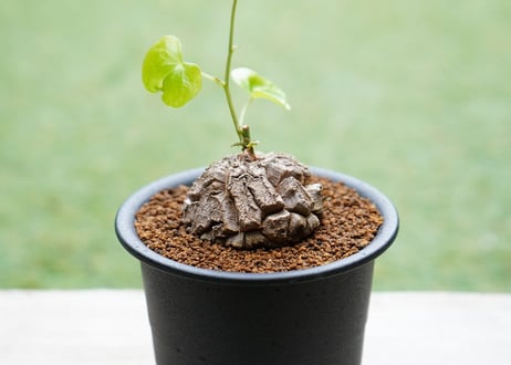 亀甲竜