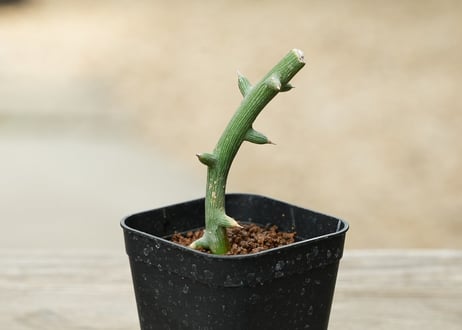 アデニア グロボーサ