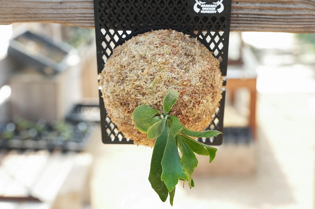 ビカクシダ P. Willinckii Spur(TC)[83] ビカクシダ P.willinckii 'Spur'(TC) | mana's farm:塊根植