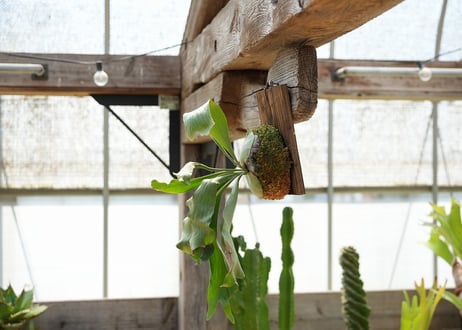 ビカクシダ P. hillii 'raijihn'雷神 (TC)