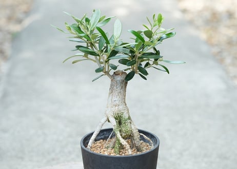 盆栽 オリーブ ネバディロブランコ 根上がり