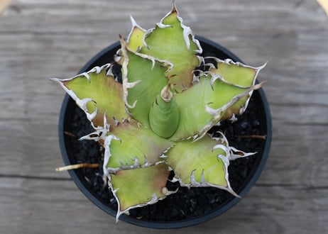 アガベ　チタノタ　レッドキャットウィーズル　Agave titanota Red catweezle