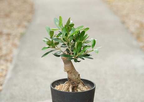 盆栽 オリーブ ネバディロブランコ 根上がり