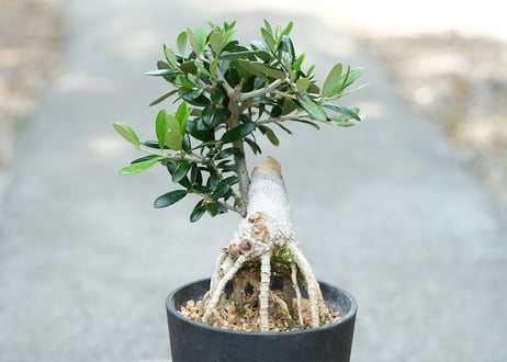 盆栽 オリーブ アルベキーナ 根上がり
