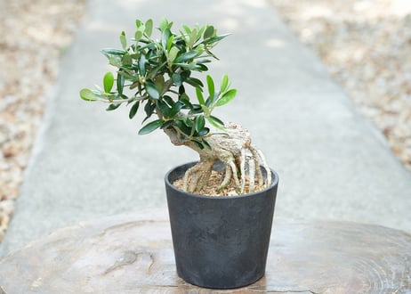 盆栽 オリーブ アルベキーナ 根上がり