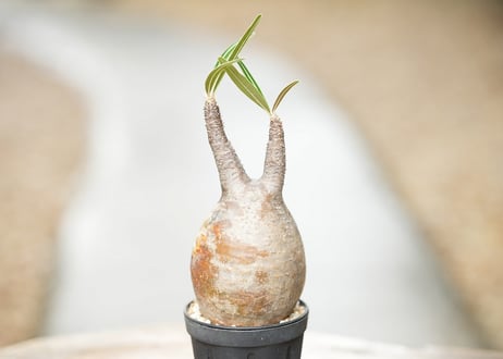 パキポディウム　グラキリス　No.067