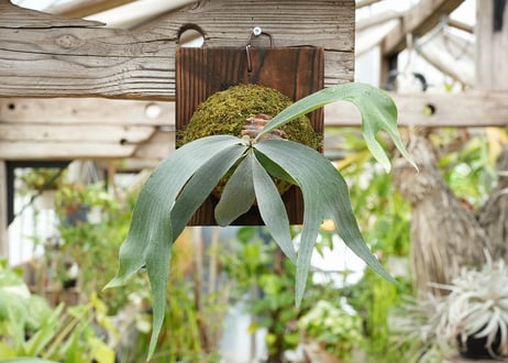 ビカクシダ P. Stella Aeterni (TC)