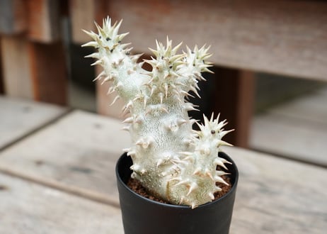沖縄実生　パキポディウム 恵比寿大黒