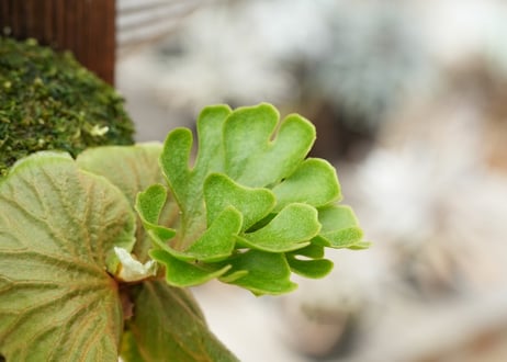 ビカクシダ P. ridleyi 'Dwarf Silvery' (TC)