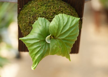 ビカクシダ P. ridleyi 'Saman' (TC)
