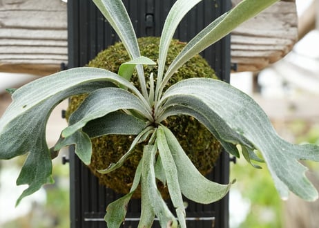 ビカクシダ P. willickii 'Robin' (TC)