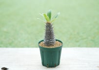 パキポディウム カクチペス