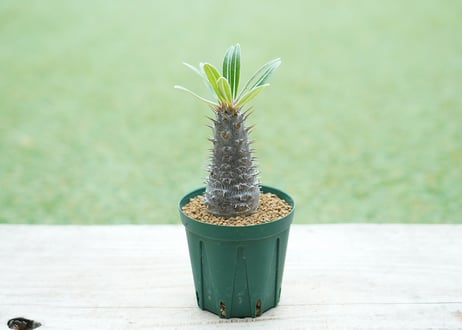 パキポディウム カクチペス