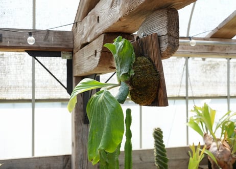 ビカクシダ P. elephantotis var. mammuths (TC)