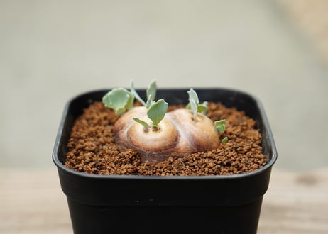 オトンナ カカリオイデス