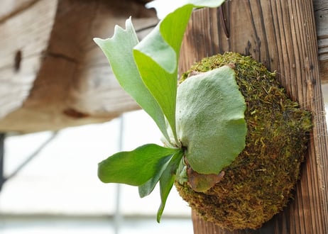 ビカクシダ P. bifurcatum 'Popcorn' (TC)