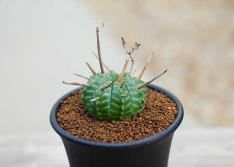 ユーフォルビア バリダ