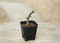 アデニア グロボーサ 挿し木
