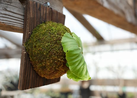 ビカクシダ P. ridleyi 'Saman' (TC)