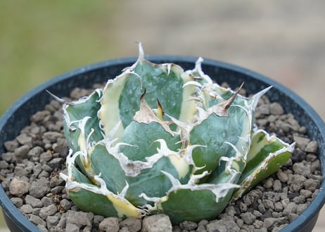 アガベ 白鯨 斑入