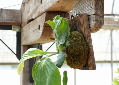 ビカクシダ P. elephantotis var. mammuths (TC)