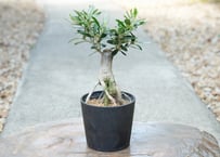 盆栽 オリーブ ネバディロブランコ 根上がり