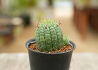 ユーフォルビア 群星冠
