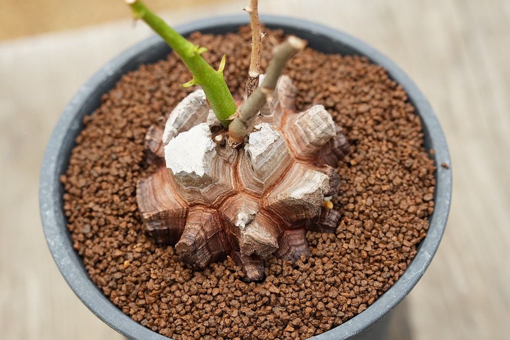亀甲竜 完璧美株 16cmぐらい 鉢そのまま発送 亀甲竜 | mana's farm:塊根植物・アガベ・ドライガーデン植物販売|マナ