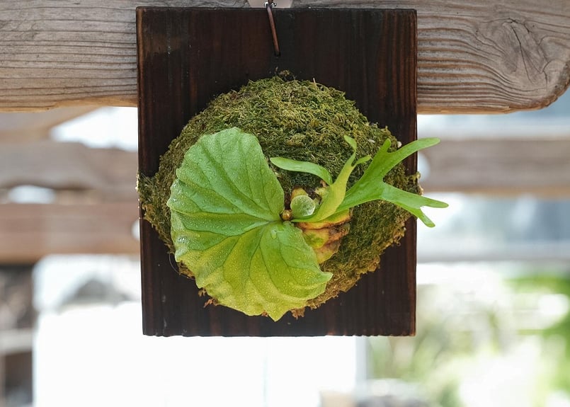 飼い　大サイズ　ビカクシダRidleyi Pakarang Spore ビカクシダ ridleyi 'Pakarang'(TC) | mana's farm:塊根植物