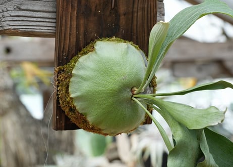 ビカクシダ P. hillii 'raijihn'雷神 (TC)