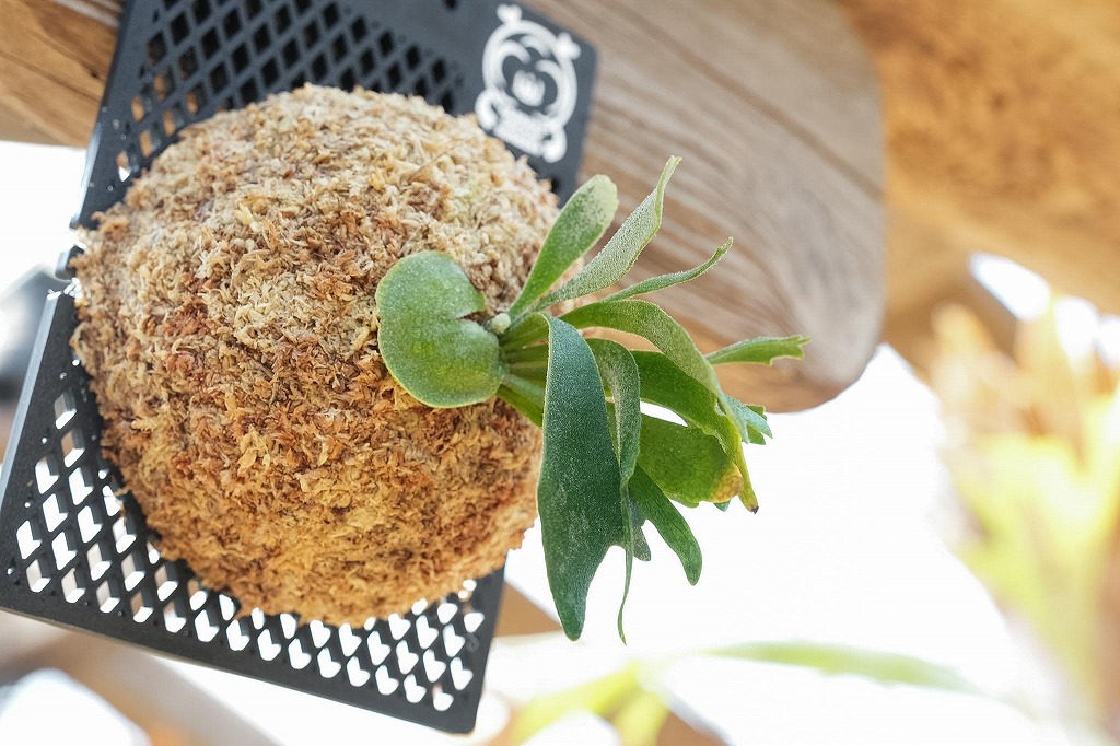 ビカクシダ P. Willinckii Spur(TC)[58] ビカクシダ P.willinckii 'Spur'(TC) | mana's farm:塊根植