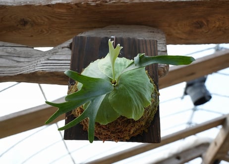 ビカクシダ P. alcicorne dwarf (TC)