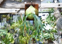 ビカクシダ veitchii