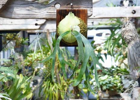 ビカクシダ veitchii